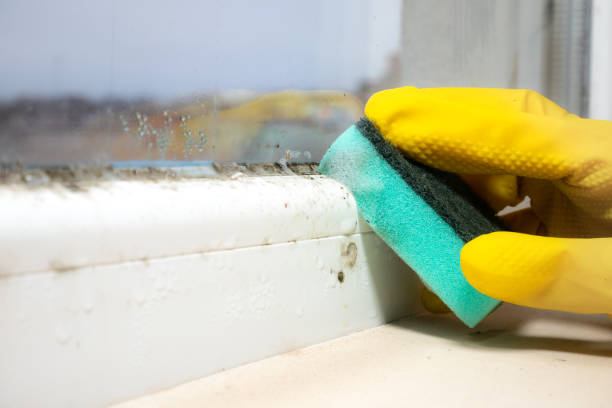 Best Commercial Mold Removal  in Country Club Hls, IL