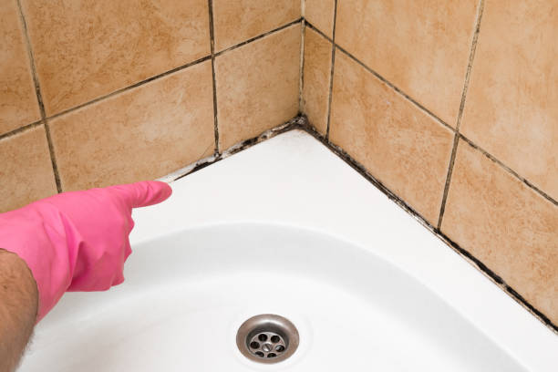 Office Mold Removal Services in Country Club Hills, IL