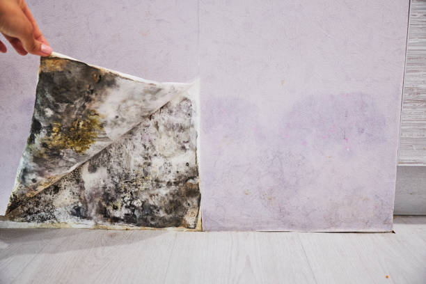 Trusted Country Club Hills, IL Mold Removal Experts